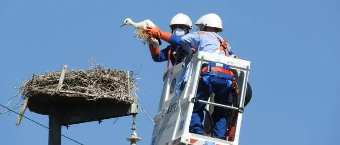 Calabria terra di cicogne, contrassegnati 17 giovani esemplari