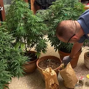 Coltivava marijuana sul balcone: in manette un 67enne nel Cosentino