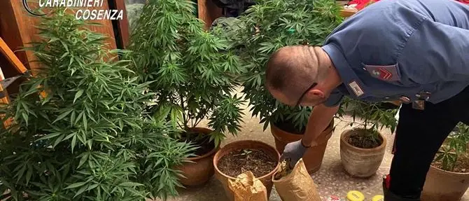 Coltivava marijuana sul balcone: in manette un 67enne nel Cosentino