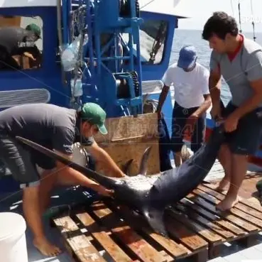 I cacciatori di pesce spada, l’antica arte della pesca in Calabria: il video