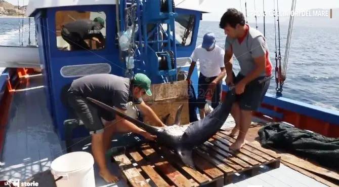 I cacciatori di pesce spada, l’antica arte della pesca in Calabria: il video