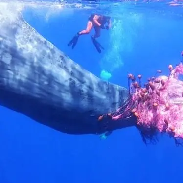 Capodoglio impigliato in una rete da pesca alle Eolie: al via i soccorsi