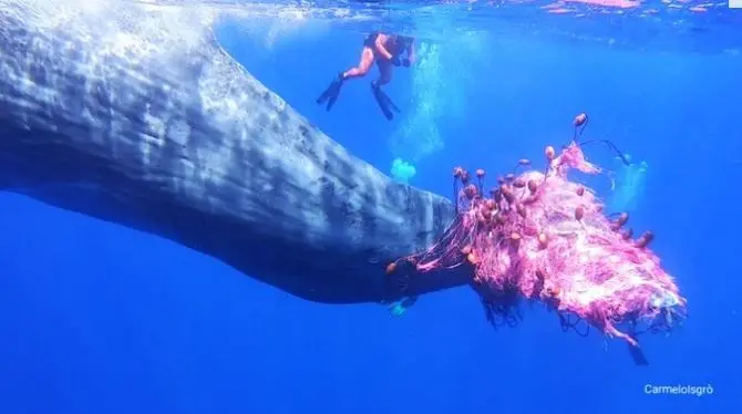 Capodoglio impigliato in una rete da pesca alle Eolie: al via i soccorsi