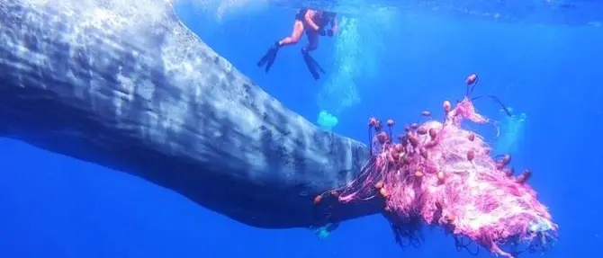 Capodoglio impigliato in una rete da pesca alle Eolie: al via i soccorsi