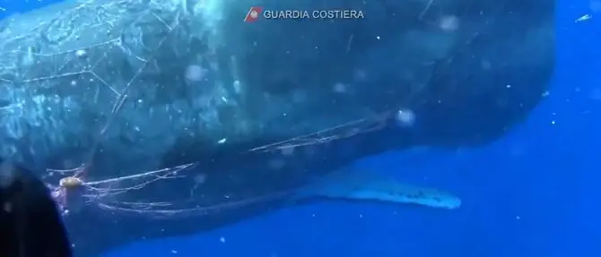 Alle Eolie si lotta ancora per salvare Furia, il capodoglio indomito: il video