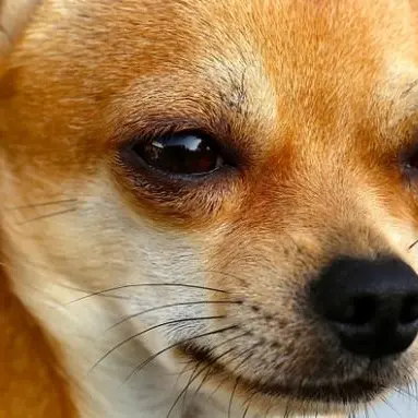 Randagismo, gli animalisti alla Regione: «Piano stilato ma non approvato. S’intervenga»