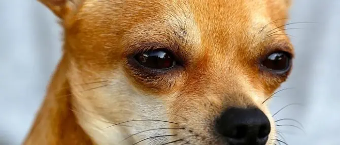 Randagismo, gli animalisti alla Regione: «Piano stilato ma non approvato. S’intervenga»