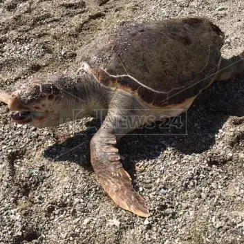 Corigliano-Rossano, tartaruga morta in spiaggia: allertata la Capitaneria di porto