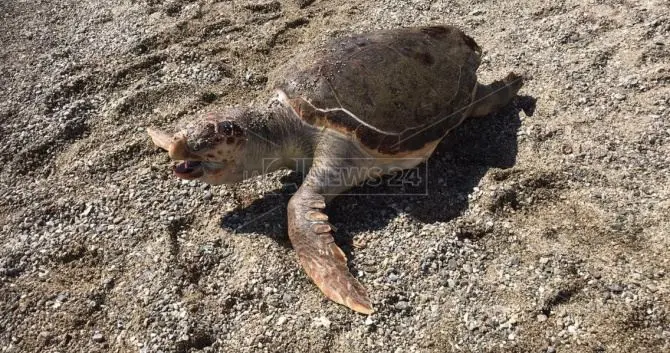 Corigliano-Rossano, tartaruga morta in spiaggia: allertata la Capitaneria di porto