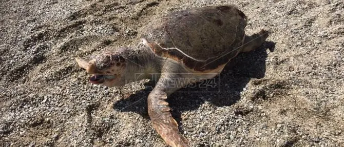 Corigliano-Rossano, tartaruga morta in spiaggia: allertata la Capitaneria di porto