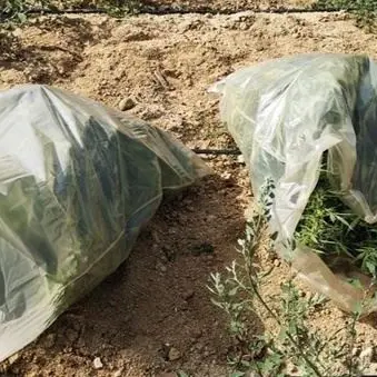 Scoperta piantagione di marijuana nella Locride: indagano i carabinieri