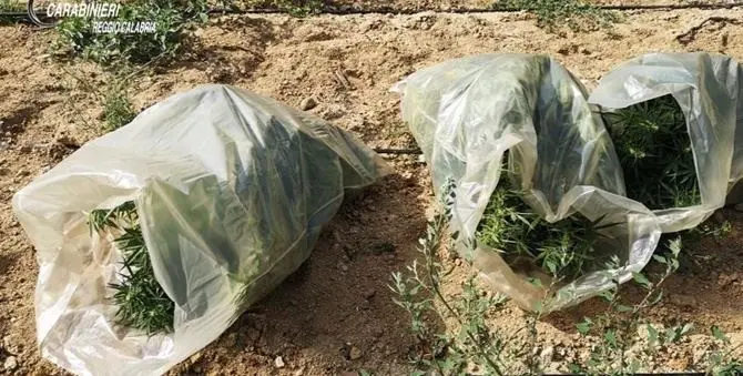 Scoperta piantagione di marijuana nella Locride: indagano i carabinieri