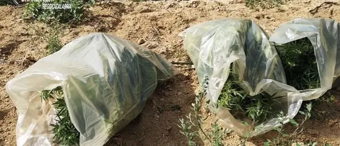 Scoperta piantagione di marijuana nella Locride: indagano i carabinieri