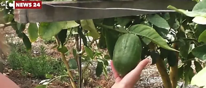 Agrumi di Calabria, dalla Regione fondi per proteggere le storiche coltivazioni