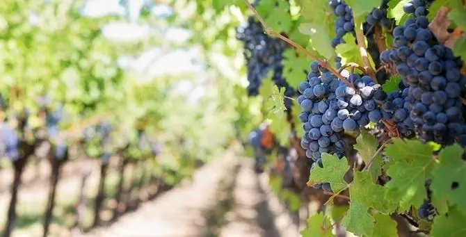 Regione, oltre due milioni per i vigneti calabresi: pubblicato l'avviso