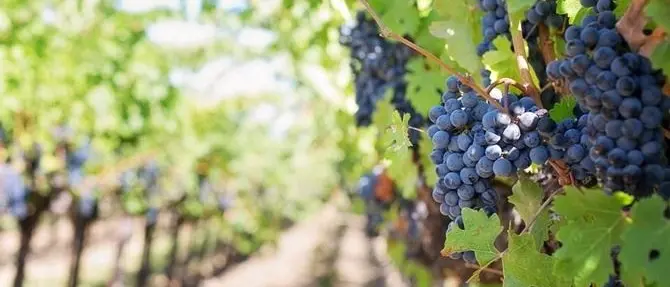 Regione, oltre due milioni per i vigneti calabresi: pubblicato l'avviso