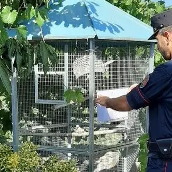 Merli, fagiani e altre specie protette in gabbia: una denuncia nel Cosentino
