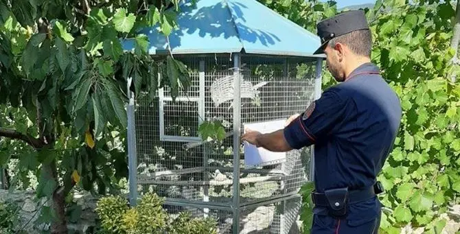 Merli, fagiani e altre specie protette in gabbia: una denuncia nel Cosentino