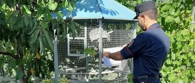 Merli, fagiani e altre specie protette in gabbia: una denuncia nel Cosentino