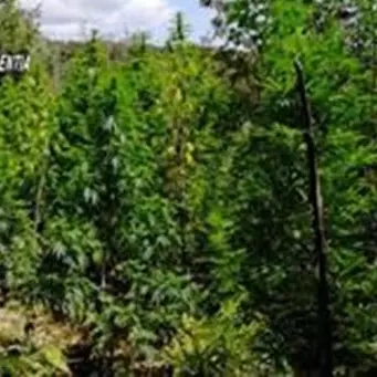 Scoperta piantagione di marijuana nel Vibonese: avrebbe fruttato 800mila euro
