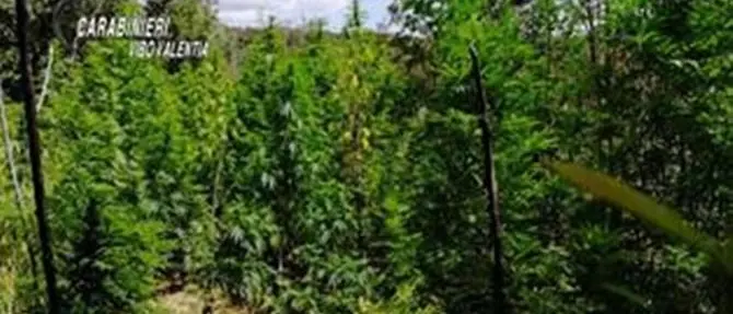 Scoperta piantagione di marijuana nel Vibonese: avrebbe fruttato 800mila euro
