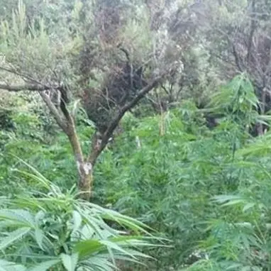 Scoperta e sequestrata una piantagione di marijuana nel Reggino