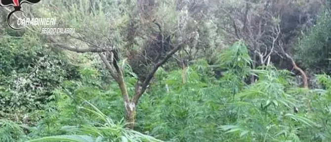 Scoperta e sequestrata una piantagione di marijuana nel Reggino