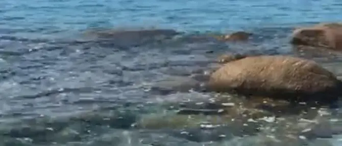 Parghelia, la lente di Procura di Vibo e Guardia costiera sul “paradiso contaminato”