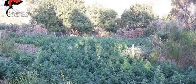 Droga, 2mila piante di marijuana scoperte nella Locride