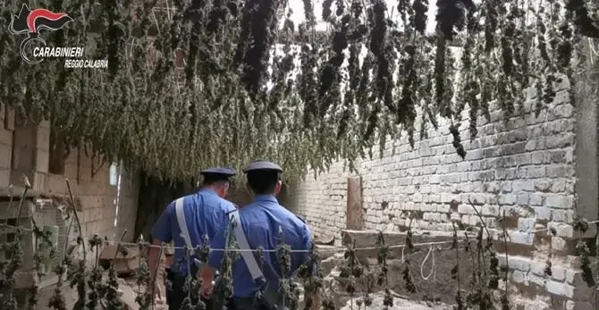 Taurianova, scoperto in un capannone essiccatoio con 7mila piante di marijuana