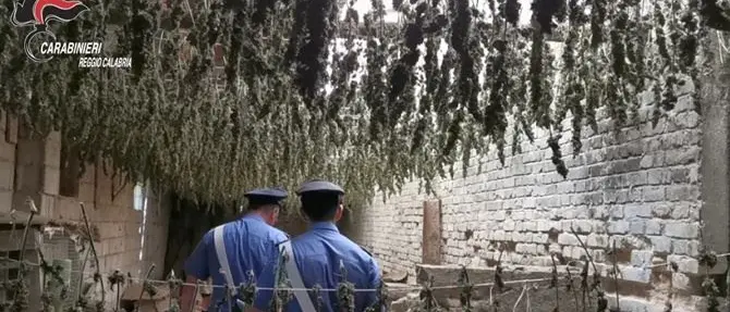 Taurianova, scoperto in un capannone essiccatoio con 7mila piante di marijuana