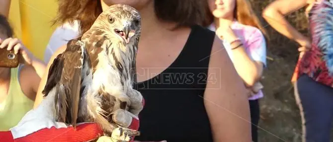 Ricadi, prosegue l’opera di Legambiente sul torrente Ruffa: liberati due rapaci