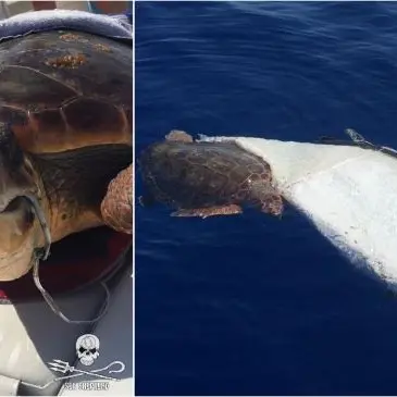 Due tartarughe in difficoltà salvate al largo delle Eolie