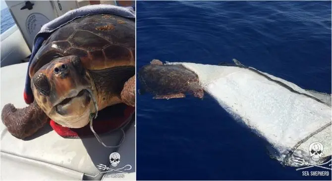 Due tartarughe in difficoltà salvate al largo delle Eolie