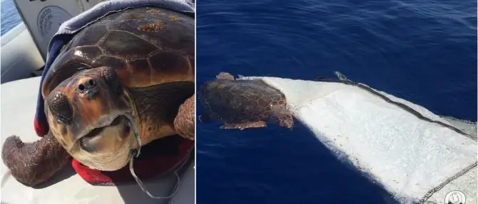 Due tartarughe in difficoltà salvate al largo delle Eolie