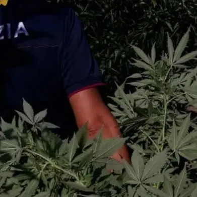 Piante di marijuana sul balcone, due arresti a Corigliano Rossano