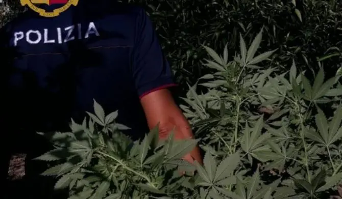 Piante di marijuana sul balcone, due arresti a Corigliano Rossano