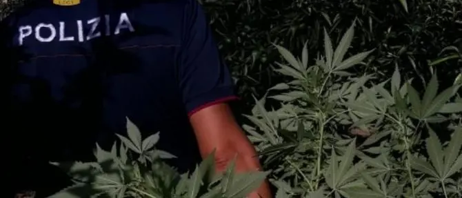 Piante di marijuana sul balcone, due arresti a Corigliano Rossano