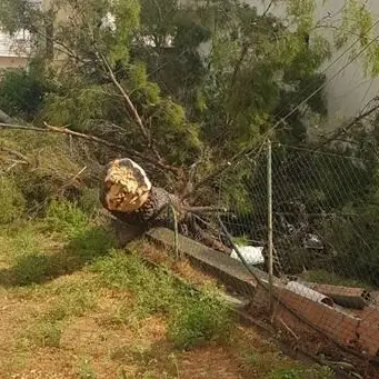 Alberi abbattuti e infissi divelti, tromba d'aria semina il panico nel Cosentino