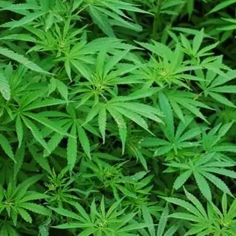 Isola Capo Rizzuto, scoperta piantagione di marijuana in un canneto