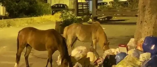 Cavalli tra i rifiuti alla periferia di Reggio Calabria, Klaus Davi: «Complimenti al Comune»