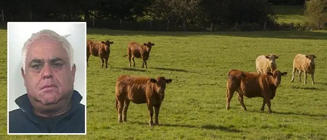 Le vacche sacre del “dio Peppone” Accorinti. «Per rispetto o paura vanno ovunque»