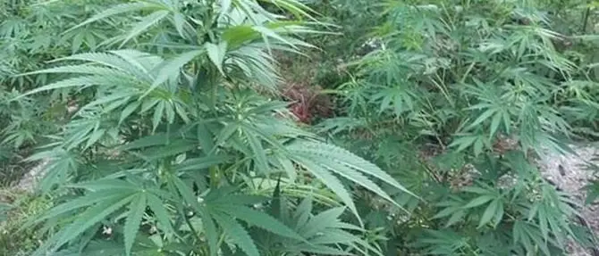 Scoperte 1200 piante di marijuana nella Locride e arrestate quattro persone