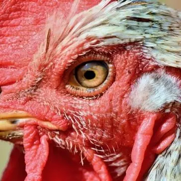 Il gallo canta troppo presto, multa da 166 euro per l’anziano proprietario