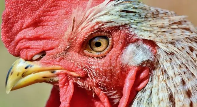 Il gallo canta troppo presto, multa da 166 euro per l’anziano proprietario