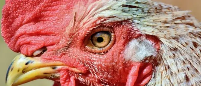 Il gallo canta troppo presto, multa da 166 euro per l’anziano proprietario