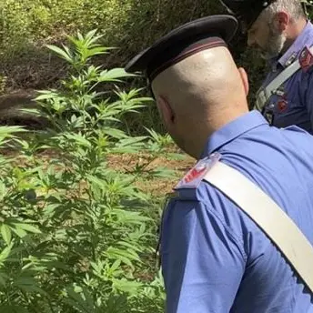 Scavano tra i rovi per piantare marijuana: arrestati zio e nipote nel Reggino