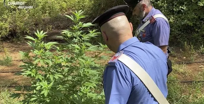 Scavano tra i rovi per piantare marijuana: arrestati zio e nipote nel Reggino