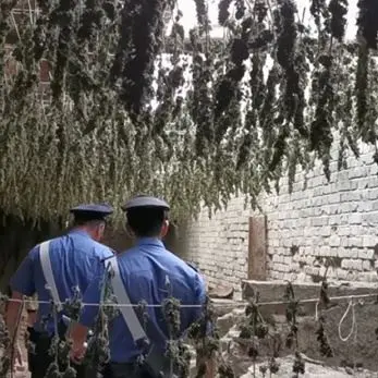 Taurianova, serra sotterranea per coltivare marijuana: liberato Salvatore Recupero