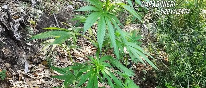 Piantagione di marijuana scoperta dai carabinieri nel Vibonese